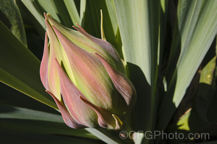 The developing flower head of Beschorneria yuccoides, a semi-succulent yucca-like perennial from Mexico. Red flower stems up to 2m tall are topped with pinkish red bracts that partially conceal tubular, green flowers. beschorneria-2412htm'>Beschorneria.