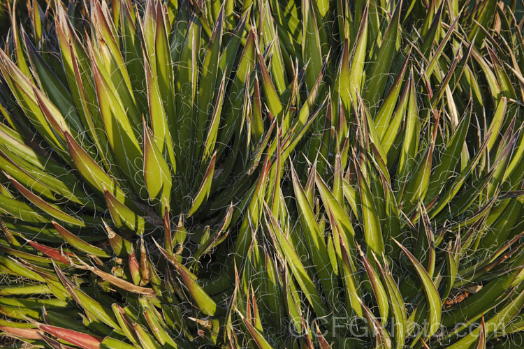 The winter foliage of the Tree Yucca (<i>Yucca filifera</i>), a clumping perennial that eventually develops a tree-like form with a branching trunk that can exceed 6m tall and which may reach 10m. The sword-shaped leaves have fine filaments along their edges and may develop purplish bronze tints in cold weather. The large heads of creamy white flowers open in early summer.