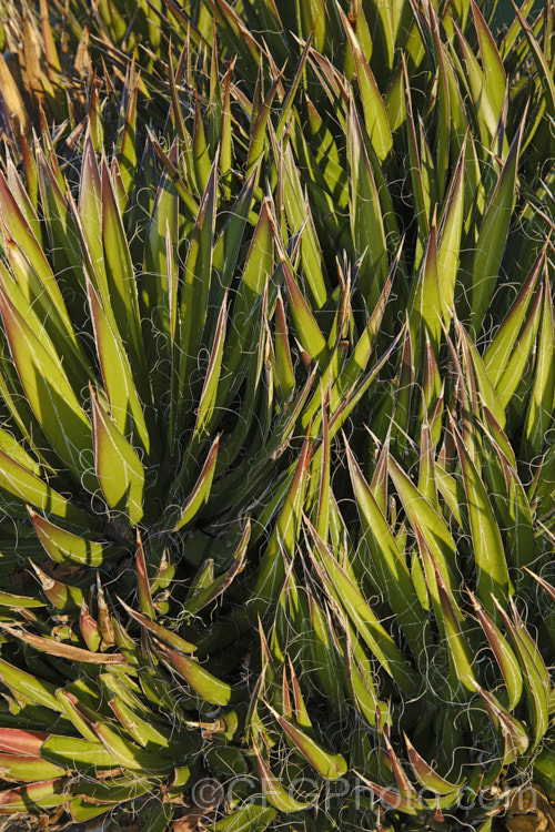 The winter foliage of the Tree Yucca (<i>Yucca filifera</i>), a clumping perennial that eventually develops a tree-like form with a branching trunk that can exceed 6m tall and which may reach 10m. The sword-shaped leaves have fine filaments along their edges and may develop purplish bronze tints in cold weather. The large heads of creamy white flowers open in early summer.