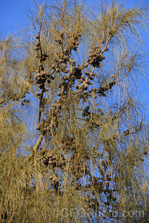 Black She-oak (<i>Allocasuarina littoralis [syn. Casuarina littoralis]), an evergreen, 8-15m tall tree native to eastern Australia, where it occurs mainly near the coast, extending from Cape. York in the far north all the way to Tasmania. The male flowers are reddish on opening and then turn a buff colour, and are borne in catkins that open from mid-autumn . The female flowerheads open a little later and are red. The knobbly cones stay on the tree for a prolonged period. allocasuarina-2276htm'>Allocasuarina. <a href='casuarinaceae-plant-family-photoshtml'>Casuarinaceae</a>.