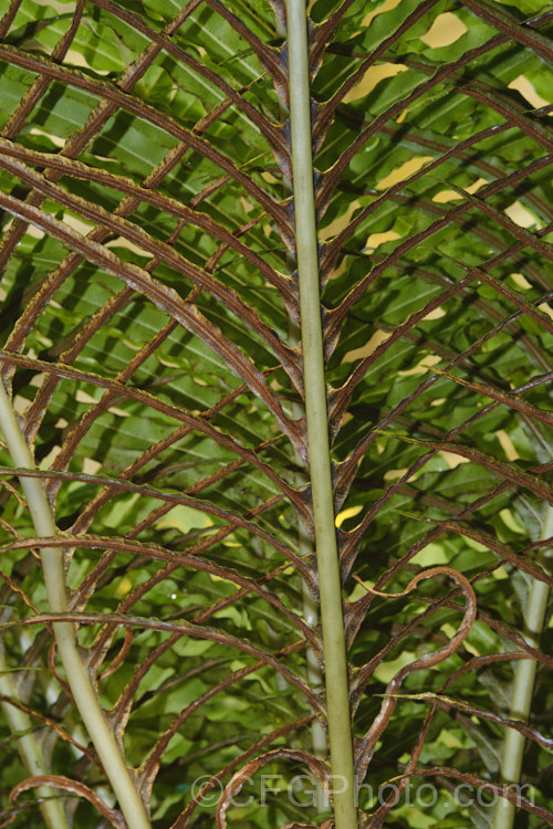 Blechnum brasiliense, a tree fern native to the tropical forests of Brazil and Peru. It is notable for its bright red new growth and almost plastic-textured fronds, which can grow to 90cm long. This species will develop a short trunk up to 1m tall