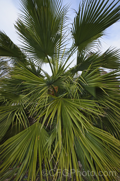 Chinese Fan Palm (<i>Livistona chinensis</i>), an evergreen, fan-leaved palm tree native to southern Japan, Taiwan, neighbouring islands and nearby parts of China. It can grow to as much as 15m tall and is usually single-trunked, though it may develop into clumps. Its heads of pale-yellow flowers develop into fruits that are red-brown to near-black when mature. It can be distinguished from other. Livistona species by only having small spines on the rachis, broader leaflets and a papery material around the leaf bases at the crown. livistona-2547htm'>Livistona.