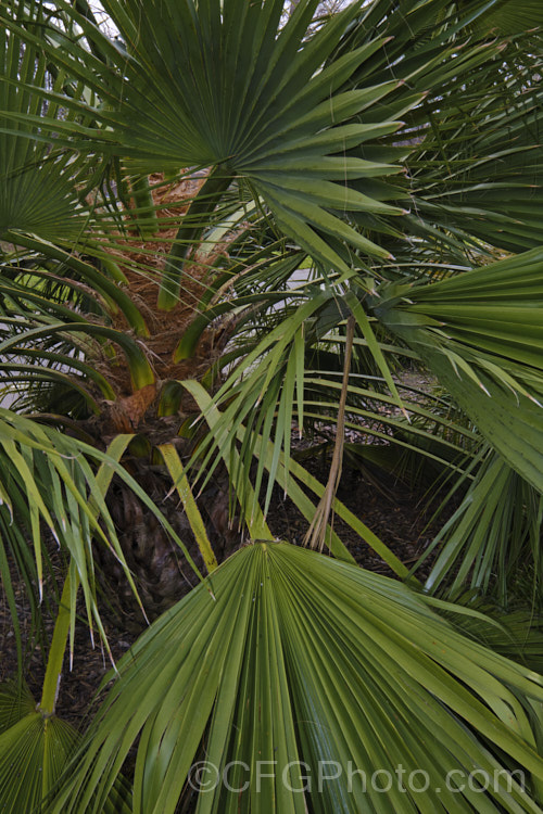 Chinese Fan Palm (<i>Livistona chinensis</i>), an evergreen, fan-leaved palm tree native to southern Japan, Taiwan, neighbouring islands and nearby parts of China. It can grow to as much as 15m tall and is usually single-trunked, though it may develop into clumps. Its heads of pale-yellow flowers develop into fruits that are red-brown to near-black when mature. It can be distinguished from other. Livistona species by only having small spines on the rachis, broader leaflets and a papery material around the leaf bases at the crown. livistona-2547htm'>Livistona.