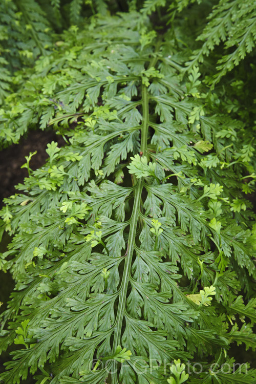 Hen and Chickens. Fern (<i>Asplenium bulbiferum</i>), an evergreen fern native to Australia and New Zealand So-named for the small plantlets that form along the edge of the fronds, as seen here. These can removed and grown on, or a frond can be pinned to the ground and the small ferns will take root and grow. asplenium-2279htm'>Asplenium. <a href='aspleniaceae-plant-family-photoshtml'>Aspleniaceae</a>.