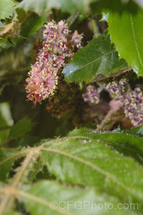 Davidson's Plum or Ooray (<i>Davidsonia pruriens</i>), a slender evergreen tree from northeastern Australia. Often somewhat hidden by the foliage, the spikes of small pink flowers seen here develop into edible plum-like fruit. The densely hairy foliage can have an irritant effect if handled. davidsonia-2855htm'>Davidsonia. <a href='cunoniaceae-plant-family-photoshtml'>Cunoniaceae</a>.