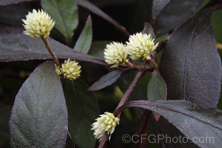 Alternanthera brasiliana 'Rubiginosa', a bronze foliaged cultivar of Calico Plant or Joy. Weed, a spreading evergreen perennial or subshrub native to Brazil. It grows to around 60-80cm tall with a spread of up to 18m. Heads of small cream flowers appear through much of the year. alternanthera-2322htm'>Alternanthera. Order: Caryophyllales, Family: Amaranthaceae