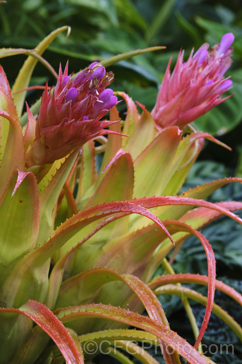<i>Aechmea recurvata</i> var. <i>ortgiesii</i>, a natural variety of a bromeliad found over much of warm-temperate to subtropical South America. When flowering the foliage of var. <i>ortgiesii</i> becomes a bright orange red, starting at the tips. The colour is less intense in shade. Order: Poales, Family: Bromeliaceae