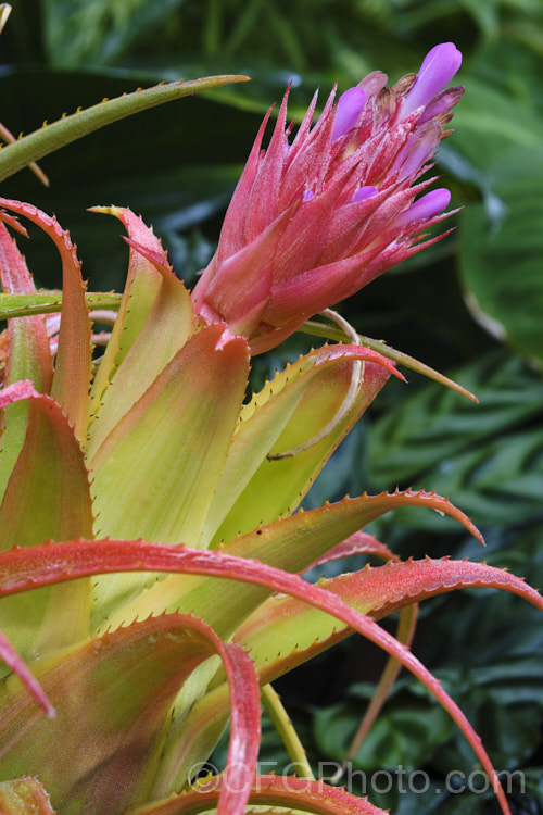 <i>Aechmea recurvata</i> var. <i>ortgiesii</i>, a natural variety of a bromeliad found over much of warm-temperate to subtropical South America. When flowering the foliage of var. <i>ortgiesii</i> becomes a bright orange red, starting at the tips. The colour is less intense in shade. Order: Poales, Family: Bromeliaceae