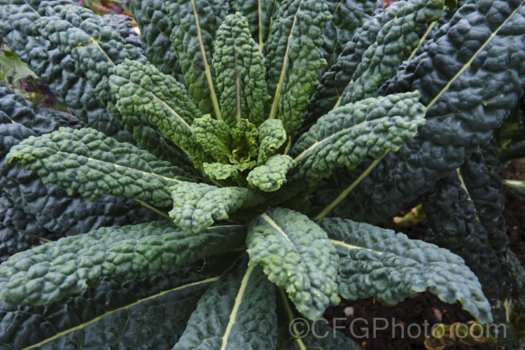 Cavolo Nero (<i>Brassica oleracea - Acephala Group</i>), a fancy form of garden kale that is grown for its elongated and densely puckered tip foliage. Most. European cultures feature nationally well-known kale dishes, though in many parts of the world kale is perhaps more commonly grown as winter stock feed. Cavolo Nero originated in Italy and takes its name from the very dark colour of the foliage. Order: Brassicales, Family: Brassicaceae