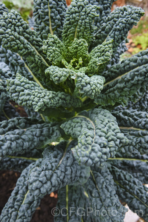 Cavolo Nero (<i>Brassica oleracea - Acephala Group</i>), a fancy form of garden kale that is grown for its elongated and densely puckered tip foliage. Most. European cultures feature nationally well-known kale dishes, though in many parts of the world kale is perhaps more commonly grown as winter stock feed. Cavolo Nero originated in Italy and takes its name from the very dark colour of the foliage. Order: Brassicales, Family: Brassicaceae