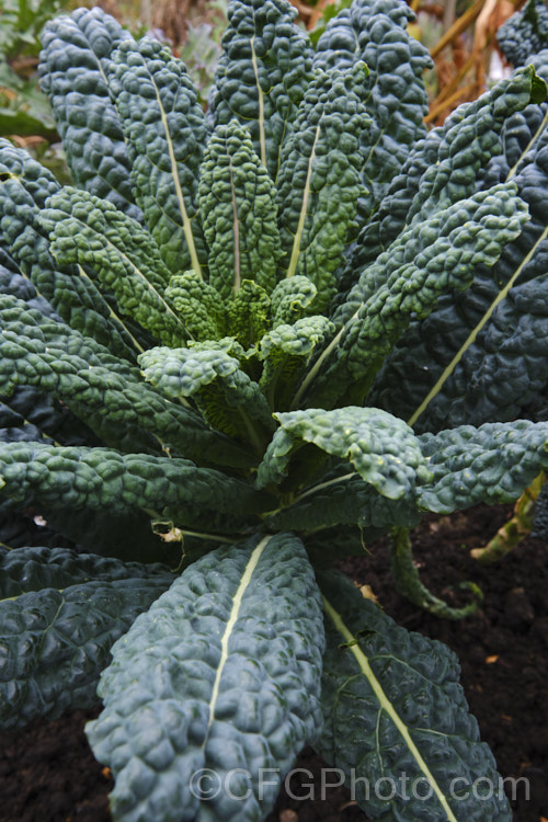 Cavolo Nero (<i>Brassica oleracea - Acephala Group</i>), a fancy form of garden kale that is grown for its elongated and densely puckered tip foliage. Most. European cultures feature nationally well-known kale dishes, though in many parts of the world kale is perhaps more commonly grown as winter stock feed. Cavolo Nero originated in Italy and takes its name from the very dark colour of the foliage. Order: Brassicales, Family: Brassicaceae