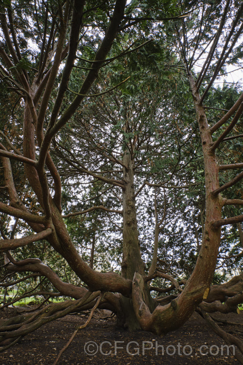 Nootka Cypress or Yellow Cypress (<i>Xanthocyparis nootkatensis [syns. Cupressus nootkatensis, Chamaecyparis nootkatensis</i>), a broad-based pyramidal tree to 40m tall. Native to northwestern North America, it thrives in areas with cool, fairly moist summers. Order: Pinales, Family: Cupressaceae