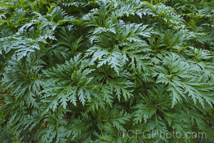 The winter foliage of Geranium maderense, an evergreen shrubby perennial from Madeira and at about 15m high, the largest of the geraniums. It has impressive inflorescences and very sturdy foliage. Order: Geraniales, Family: Geraniaceae