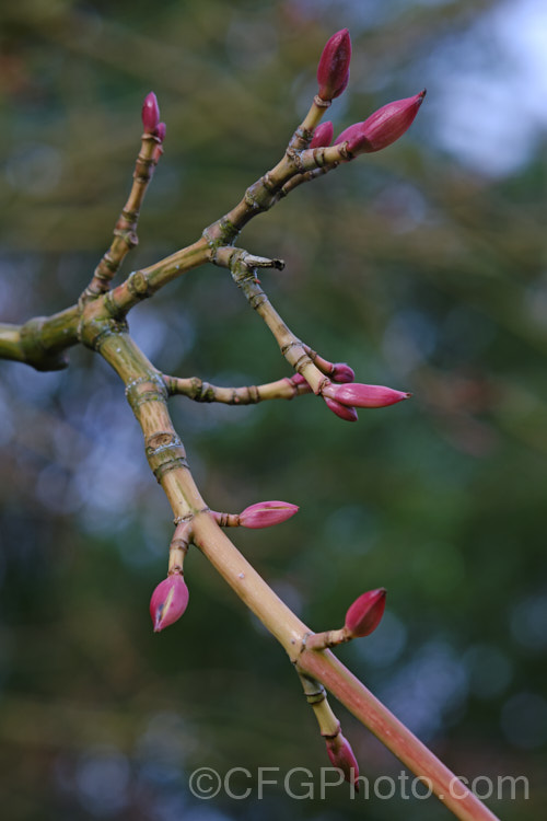 The soon to open buds of <i>Acer pseudoplatanus</i> 'Leopoldii'. Raised in 1864 in Belgium, this variegated cultivar of sycamore with cream and yellow foliage that is strongly pink tinted when young. The parent species is a 30-40m tall deciduous tree with a wide natural distribution in the Eurasian region. Order: Sapindales, Family: Sapindaceae