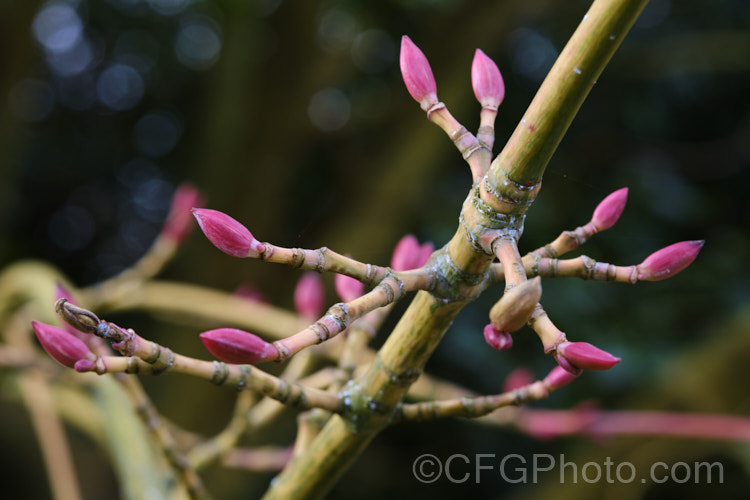 The soon to open buds of <i>Acer pseudoplatanus</i> 'Leopoldii'. Raised in 1864 in Belgium, this variegated cultivar of sycamore with cream and yellow foliage that is strongly pink tinted when young. The parent species is a 30-40m tall deciduous tree with a wide natural distribution in the Eurasian region. Order: Sapindales, Family: Sapindaceae