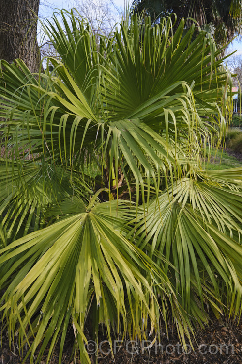 Chinese Fan Palm (<i>Livistona chinensis</i>), an evergreen, fan-leaved palm tree native to southern Japan, Taiwan, neighbouring islands and nearby parts of China. It can grow to as much as 15m tall and is usually single-trunked, though it may develop into clumps. Its heads of pale-yellow flowers develop into fruits that are red-brown to near-black when mature. It can be distinguished from other. Livistona species by only having small spines on the rachis, broader leaflets and a papery material around the leaf bases at the crown. livistona-2547htm'>Livistona.