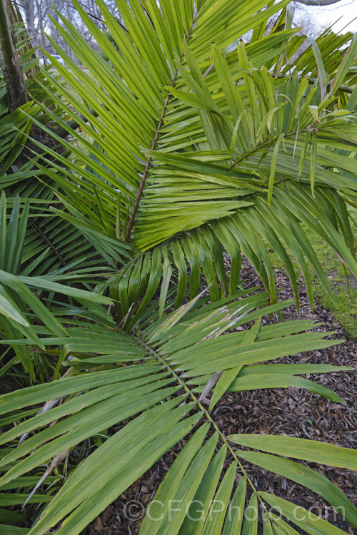 Tibetan Sugar Palm (<i>Arenga micrantha</i>), a slow-growing, sometimes clumping palm native to the cloud forests of Bhutan, Tibet and neighbouring parts of northeastern India In the wild it occurs at elevations up to 2150m, is surprisingly tough for a subtropical palm, and will eventually reach around 6m tall It was not botanically described until 1988. Order: Arecales, Family: Arecaceae