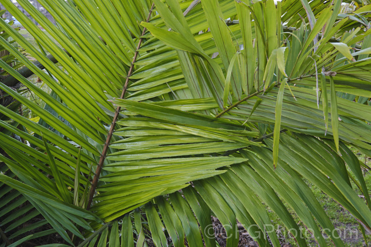 Tibetan Sugar Palm (<i>Arenga micrantha</i>), a slow-growing, sometimes clumping palm native to the cloud forests of Bhutan, Tibet and neighbouring parts of northeastern India In the wild it occurs at elevations up to 2150m, is surprisingly tough for a subtropical palm, and will eventually reach around 6m tall It was not botanically described until 1988. Order: Arecales, Family: Arecaceae