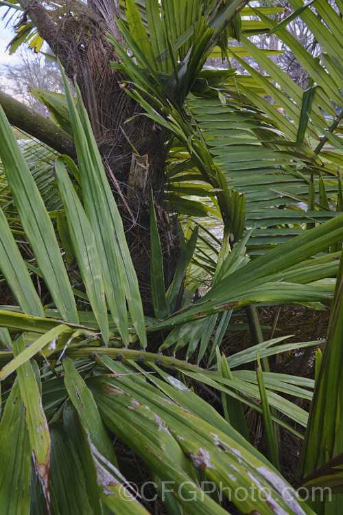 Tibetan Sugar Palm (<i>Arenga micrantha</i>), a slow-growing, sometimes clumping palm native to the cloud forests of Bhutan, Tibet and neighbouring parts of northeastern India In the wild it occurs at elevations up to 2150m, is surprisingly tough for a subtropical palm, and will eventually reach around 6m tall It was not botanically described until 1988. Order: Arecales, Family: Arecaceae