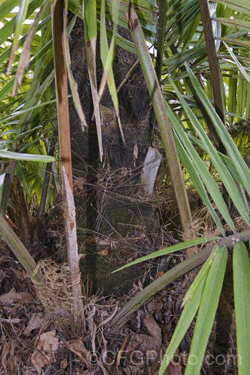 Tibetan Sugar Palm (<i>Arenga micrantha</i>), a slow-growing, sometimes clumping palm native to the cloud forests of Bhutan, Tibet and neighbouring parts of northeastern India In the wild it occurs at elevations up to 2150m, is surprisingly tough for a subtropical palm, and will eventually reach around 6m tall It was not botanically described until 1988. Order: Arecales, Family: Arecaceae