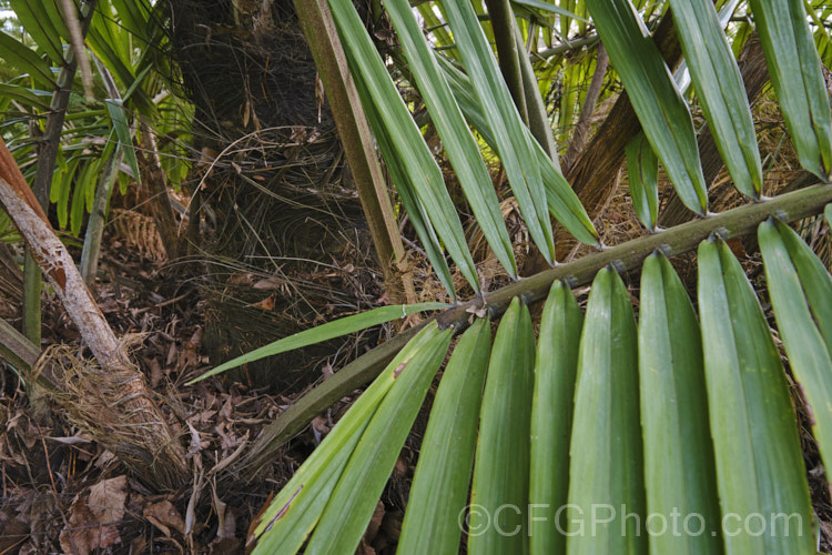 Tibetan Sugar Palm (<i>Arenga micrantha</i>), a slow-growing, sometimes clumping palm native to the cloud forests of Bhutan, Tibet and neighbouring parts of northeastern India In the wild it occurs at elevations up to 2150m, is surprisingly tough for a subtropical palm, and will eventually reach around 6m tall It was not botanically described until 1988. Order: Arecales, Family: Arecaceae