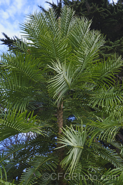 Wollemi. Pine (<i>Wollemia nobilis</i>), an evergreen conifer up to 40m tall, discovered in a narrow gorge in the Wollemi. National. Park, northwest of Sydney,Australia in 1994. The genus is thought to be around 200 million years old, is a member of the Araucariaceae and related to the Monkey Puzzle and Norfolk Island Pine. Although extremely rare in the wild, the Wollemi. Pine is slowly entering cultivation. Order: Pinales, Family: Araucariaceae