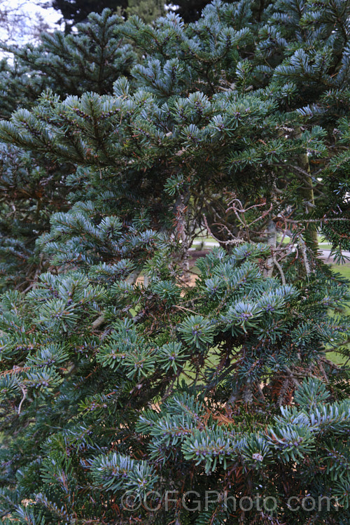 Veitch's Fir, Veitch's Silver Fir, Shikoku Fir or Christmas Tree (<i>Abies veitchii</i>), an evergreen, 20-35m tall conifer native to central and southern Japan. Its purple-blue cones are up to 8cm long. The tree may have quite a broad crown but is often very erect and narrow. The undersides of the foliage are a bright silvery white. Order: Pinales, Family: Pinaceae