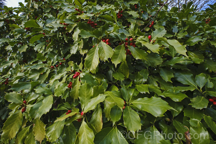 Japanese Laurel (<i>Aucuba japonica</i>), a Japanese evergreen shrub usually seen in its widely cultivated variegated and fancy foliaged forms. Female plants bear clusters of large red berries that ripen in autumn and persist through winter. aucuba-2280htm'>Aucuba. <a href='garryaceae-plant-family-photoshtml'>Garryaceae</a>.