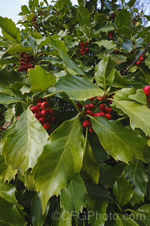 Japanese Laurel (<i>Aucuba japonica</i>), a Japanese evergreen shrub usually seen in its widely cultivated variegated and fancy foliaged forms. Female plants bear clusters of large red berries that ripen in autumn and persist through winter. aucuba-2280htm'>Aucuba. <a href='garryaceae-plant-family-photoshtml'>Garryaceae</a>.