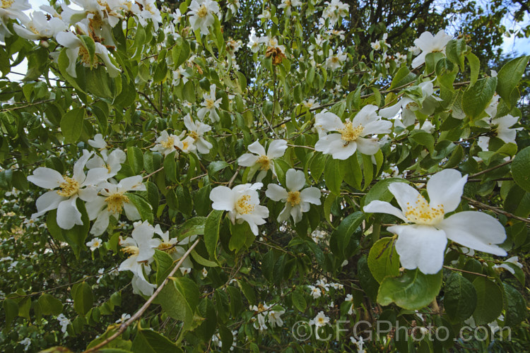 <i>Camellia tsaii</i>, a fragrant, late winter- to early spring-flowering, rather tender shrub or small tree native to Burma, southwestern China and northern Vietnam. Order: Ericales, Family: Theaceae