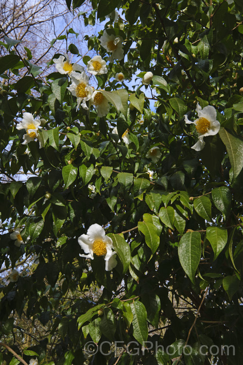 <i>Camellia yunnanensis</i> var. <i>camellioides</i>, a species from south-western China that is often seen as a shrub around 1.8m high, but which can eventually become tree-like and up to 7m tall Its flowers are large and have very conspicuous stamens. This natural variety differs from the species in only minor details, such as more variable foliage and downy ovaries. Order: Ericales, Family: Theaceae