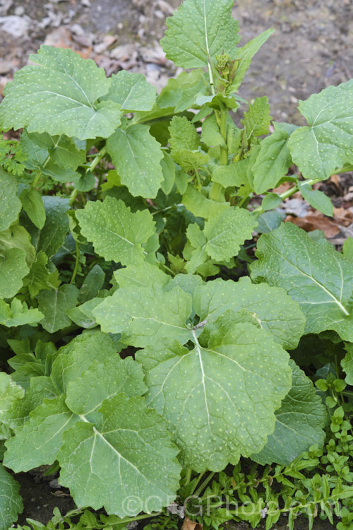 Fodder Turnip (<i>Brassica rapa</i>), a turnip usually grown as a winter feed for livestock, which eat both the foliage and the swollen beet-like roots. Order: Brassicales, Family: Brassicaceae