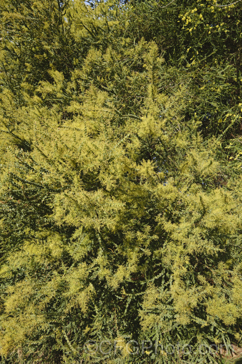 Oven's Wattle or Alpine Wattle (<i>Acacia pravissima</i>) in late winter, smothered in bud just about to open. This evergreen, late winter- to spring-flowering, large shrub or small tree is native to south-eastern Australia. The sharply angled phyllodes are quite distinctive. The soft yellow flowers are mildly scented. Order: Fabales, Family: Fabaceae