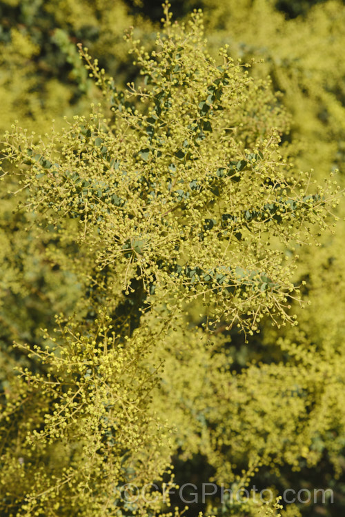 Oven's Wattle or Alpine Wattle (<i>Acacia pravissima</i>) in late winter, smothered in bud just about to open. This evergreen, late winter- to spring-flowering, large shrub or small tree is native to south-eastern Australia. The sharply angled phyllodes are quite distinctive. The soft yellow flowers are mildly scented. Order: Fabales, Family: Fabaceae