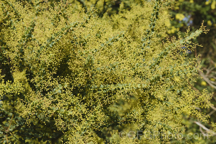 Oven's Wattle or Alpine Wattle (<i>Acacia pravissima</i>) in late winter, smothered in bud just about to open. This evergreen, late winter- to spring-flowering, large shrub or small tree is native to south-eastern Australia. The sharply angled phyllodes are quite distinctive. The soft yellow flowers are mildly scented. Order: Fabales, Family: Fabaceae