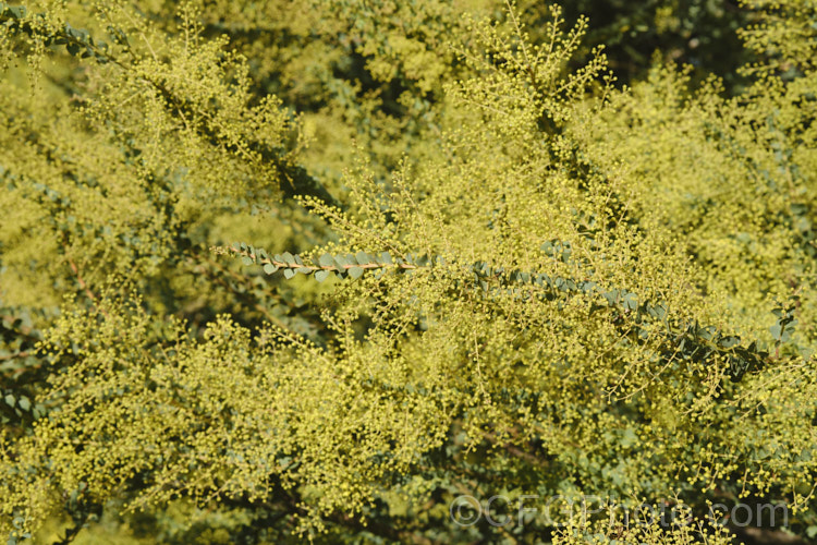 Oven's Wattle or Alpine Wattle (<i>Acacia pravissima</i>) in late winter, smothered in bud just about to open. This evergreen, late winter- to spring-flowering, large shrub or small tree is native to south-eastern Australia. The sharply angled phyllodes are quite distinctive. The soft yellow flowers are mildly scented. Order: Fabales, Family: Fabaceae