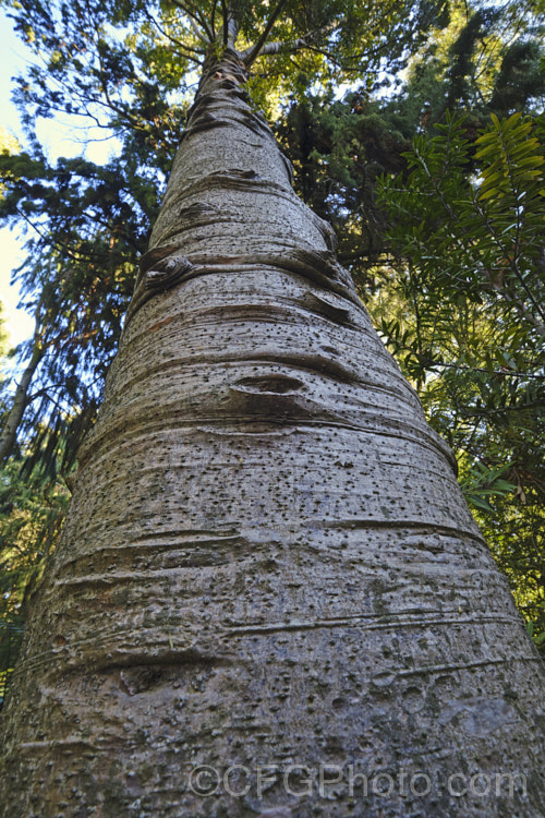 Kauri (<i>Agathis australis</i>), the largest New Zealand native tree, the kauri has an extremely strong, durable wood that is excellent for high grade furniture and construction. Its thick, leathery leaves and globular cones make it an attractive garden plant when young. Order: Pinales, Family: Araucariaceae