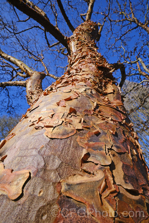 Paperbark Maple (<i>Acer griseum</i>), a 6-12m tall tree from central China, notable for its peeling red-brown bark. Its foliage does not colour reliably in autumn but usually develops splashes of purple-red. Order: Sapindales, Family: Sapindaceae