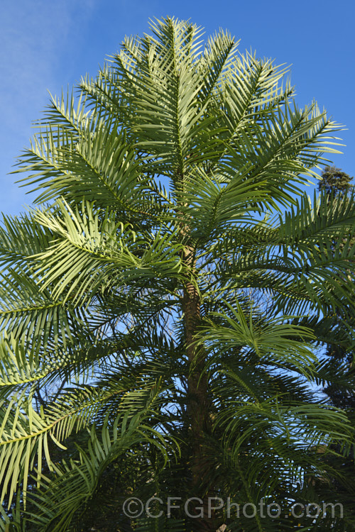 Wollemi. Pine (<i>Wollemia nobilis</i>), an evergreen conifer up to 40m tall, discovered in a narrow gorge in the Wollemi. National. Park, northwest of Sydney,Australia in 1994. The genus is thought to be around 200 million years old, is a member of the Araucariaceae and related to the Monkey Puzzle and Norfolk Island Pine. Although extremely rare in the wild, the Wollemi. Pine is now quite widely cultivated. wollemia-2935htm'>Wollemia. <a href='araucariaceae-plant-family-photoshtml'>Araucariaceae</a>.