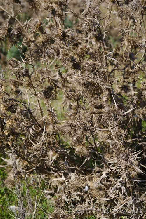 The dried remains of a Nodding Thistle or Musk Thistle (<i>Carduus nutans</i>) after it has shed most of its seed. This biennial thistle is native to Eurasia but is now a widespread weed in many temperate and subtropical areas of both hemispheres. It can grow to as much as 15m tall, is spiny allover and the flowerheads are usually nodding, though they can be held horizontal or semi-erect. Order: Asterales, Family: Asteraceae