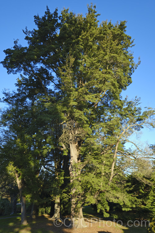 Mountain Beech (<i>Fuscospora cliffortioides [syn. Nothofagus solanderi var. cliffortioides]), an evergreen tree that can grow to 30m tall It is native to New Zealand, occurs naturally from Lake. Taupo southwards, and can be distinguished by its somewhat rolled foliage. fuscospora-2994htm'>Fuscospora. <a href='nothofagaceae-plant-family-photoshtml'>Nothofagaceae</a>.