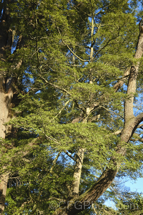 Mountain Beech (<i>Fuscospora cliffortioides [syn. Nothofagus solanderi var. cliffortioides]), an evergreen tree that can grow to 30m tall It is native to New Zealand, occurs naturally from Lake. Taupo southwards, and can be distinguished by its somewhat rolled foliage. fuscospora-2994htm'>Fuscospora. <a href='nothofagaceae-plant-family-photoshtml'>Nothofagaceae</a>.