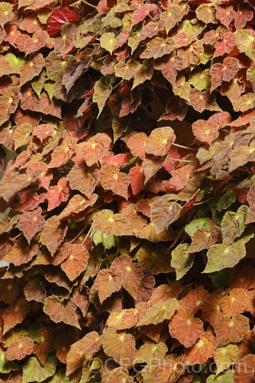 Begonia 'Autumn Ember', an evergreen rhizomatous begonia introduced by Logee's Greenhouses of the United States. Its foliage has strong orange to terracotta tones at all stages of development, usually intensifying in colour as it ages. The undersides of the leaves are red and the small pink flowers open in late winter and are held above the foliage. Order: Cucurbitales, Family: Begoniaceae