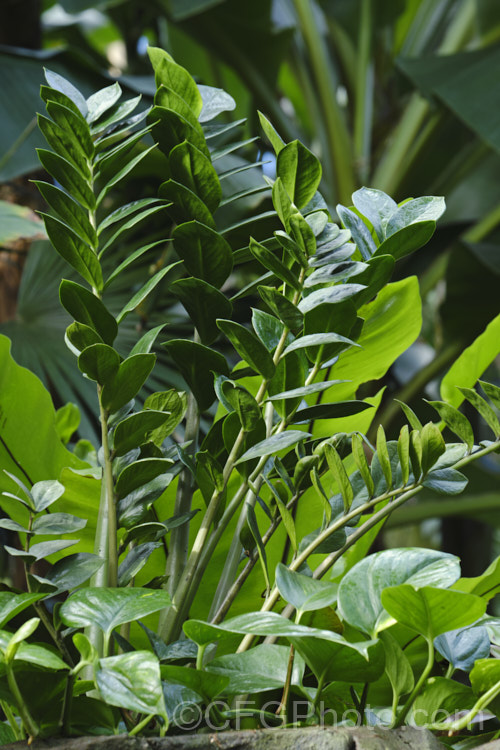 ZZ Plant (<i>Zamioculcas zamiifolia</i>), an evergreen perennial that occurs in East Africa from Kenya to northern South Africa. While grown primarily for its lush and glossy, cycad-like foliage, it will produce typical aroid flowerheads on stems that form at the base of the plant.