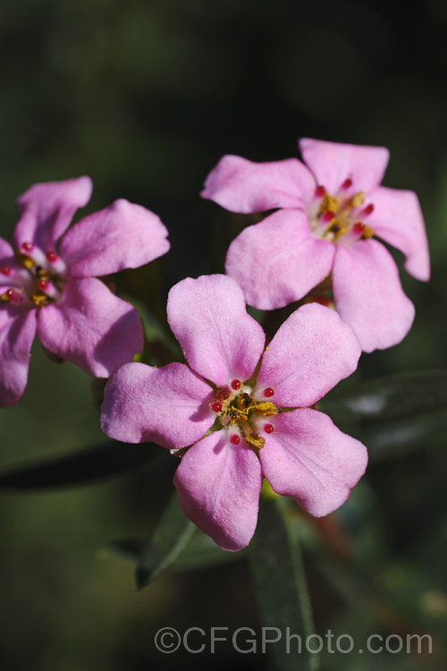 Anysbuchu or Klipsisssie (<i>Adenandra fragrans</i>), a 40-50 high, evergreen, spring-flowering shrub native to South Africa. Despite the specific name, it does not have much fragrance, just a very delicate prettiness. Order: Sapindales, Family: Rutaceae