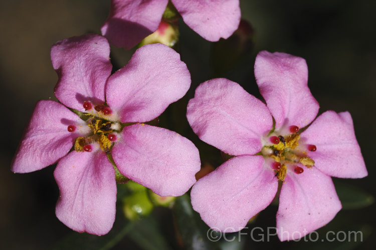 Anysbuchu or Klipsisssie (<i>Adenandra fragrans</i>), a 40-50 high, evergreen, spring-flowering shrub native to South Africa. Despite the specific name, it does not have much fragrance, just a very delicate prettiness. Order: Sapindales, Family: Rutaceae