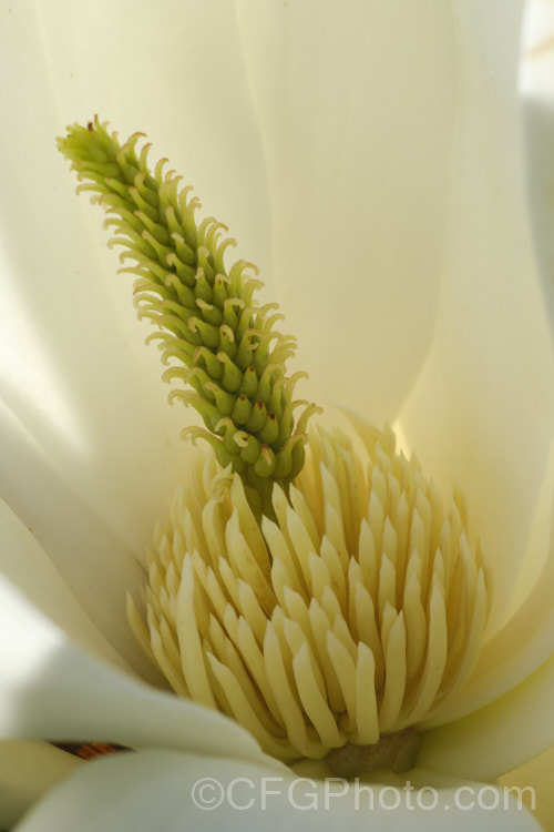 Interior of the flower of Magnolia doltsopa (syn. Michelia doltsopa</i>), a near-evergreen, late winter- to spring-blooming, magnolia-like shrub or tree to 12m tall with slightly fragrant flowers. It comes from southwestern China, the eastern Himalayas and eastern Tibet. Order: Magnoliales, Family: Magnoliaceae