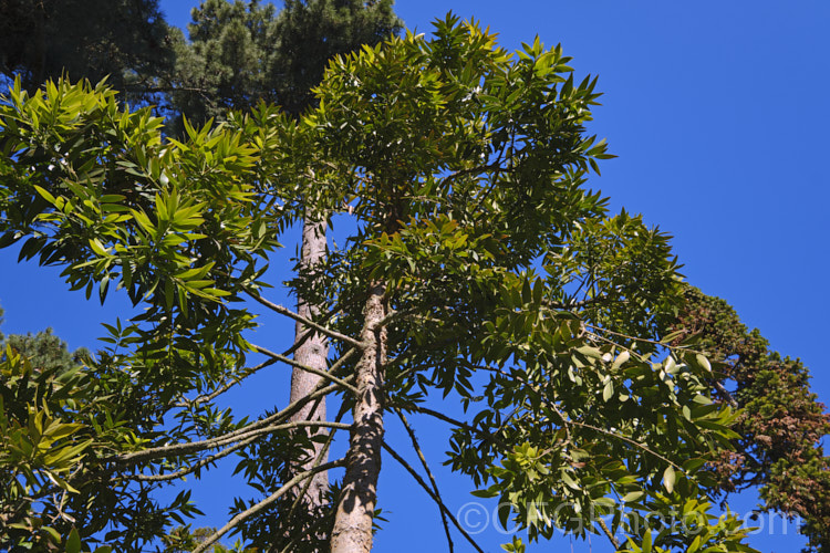 Queensland Kauri or Smooth Bark Kauri (<i>Agathis robusta</i>), an evergreen coniferous tree up to 50m tall It occurs naturally in southern Queensland and its leathery leaves are up to 12cm long. It is quicker growing and has more luxuriant foliage than the New Zealand Kauri. Although tender when young, once established it is a surprisingly hardy plant. Order: Araucariales, Family: Araucariaceae