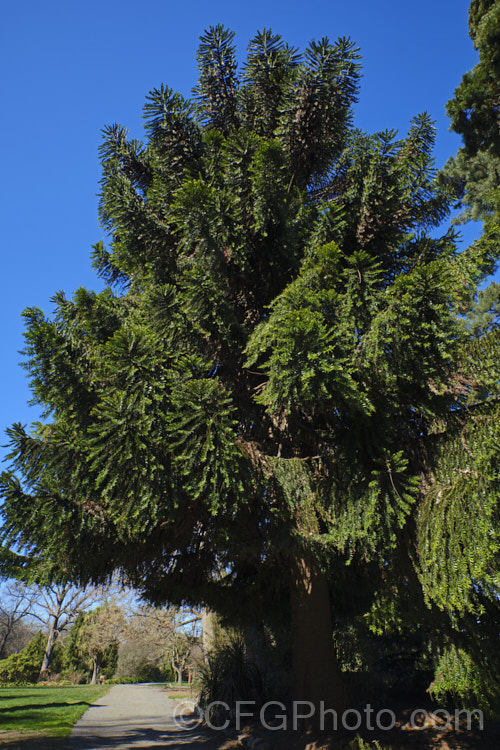 Bunya Bunya (<i>Araucaria bidwillii</i>), a 45m tall evergreen conifer native to Queensland, Australia. It is a near relative of the monkey puzzle tree and Norfolk Island pine. Order: Pinales, Family: Araucariaceae