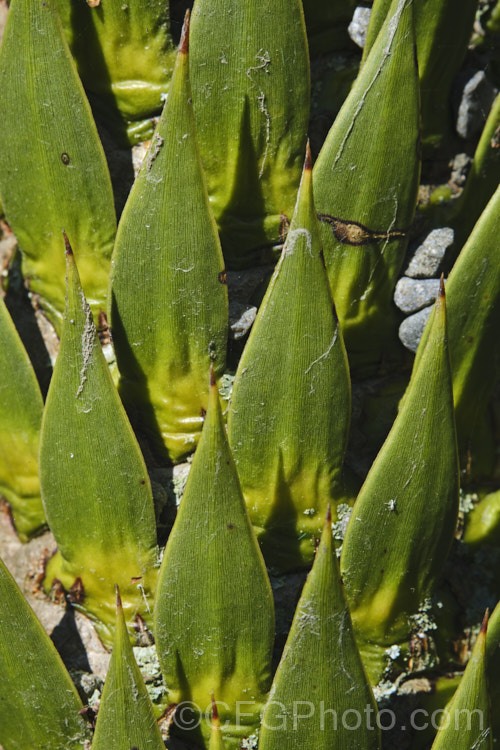 The extremely sharply pointed scales on the stems of the Monkey Puzzle (<i>Araucaria araucana</i>), a 30-40m tall conifer native to central Chile and northern Patagonia. It has stiff, sharply pointed triangular leaves and huge cones. Order: Pinales, Family: Araucariaceae